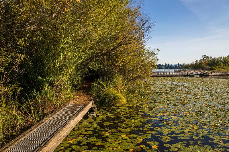 The walking trail at Marsh Island and Foster Island in the autumn.