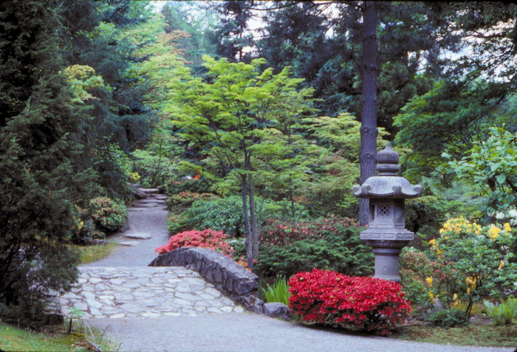 A Japanese garden