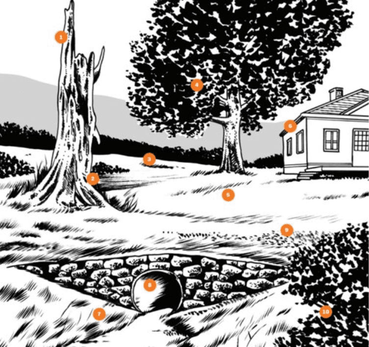 black and white tree/ lawn image with bright dots indicating how to spot birds nest