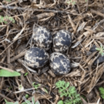 Bird eggs in various nest types