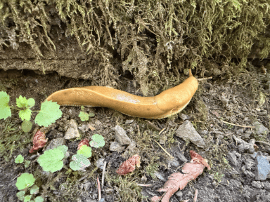 native Banana Slug thriving in places like Carkeek Park.