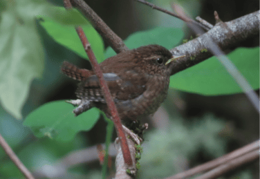 Pacific wren in a tree