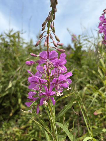 Fireweed out at Discovery Park’s pollinator meadow