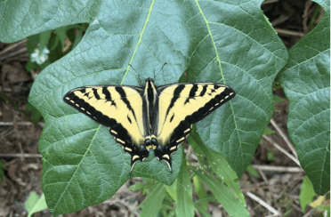 Yellow and black Swallowtail on a leaf