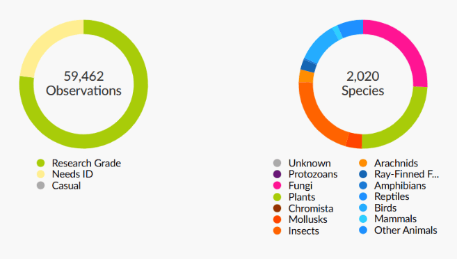 Chart of observations and species from the City Nature Challenge