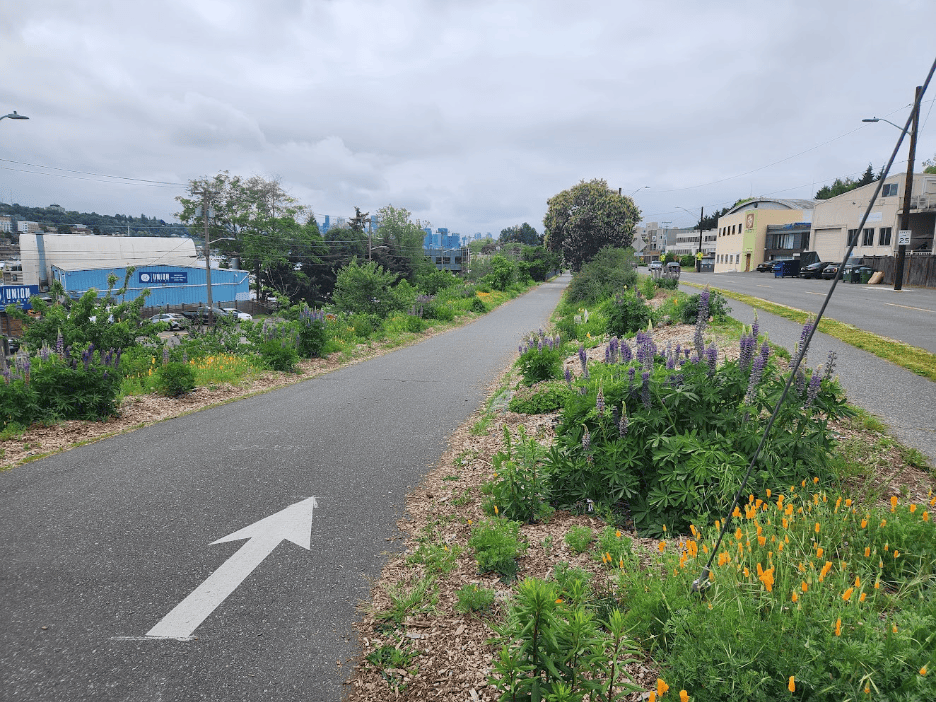 Burke-Gilman Trail Pollinator Corridor