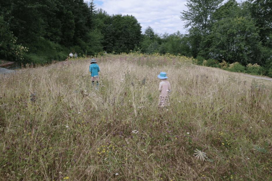 Magnuson Park Meadowscape