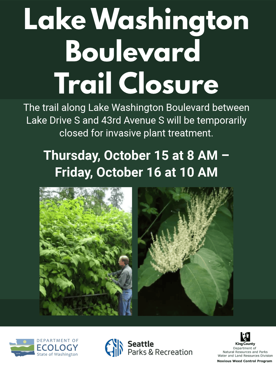 Graphic announcing Trail Closure for Noxious Weed Treatment. The graphic is green and includes two photos of knotweed. Graphic text reads: Lake Washington Boulevard
Trail Closure
The trail along Lake Washington Boulevard between Lake Drive S and 43rd Avenue S will be temporarily closed for invasive plant treatment.
Thursday, October 15 at 8 AM – Friday, October 16 at 10 AM