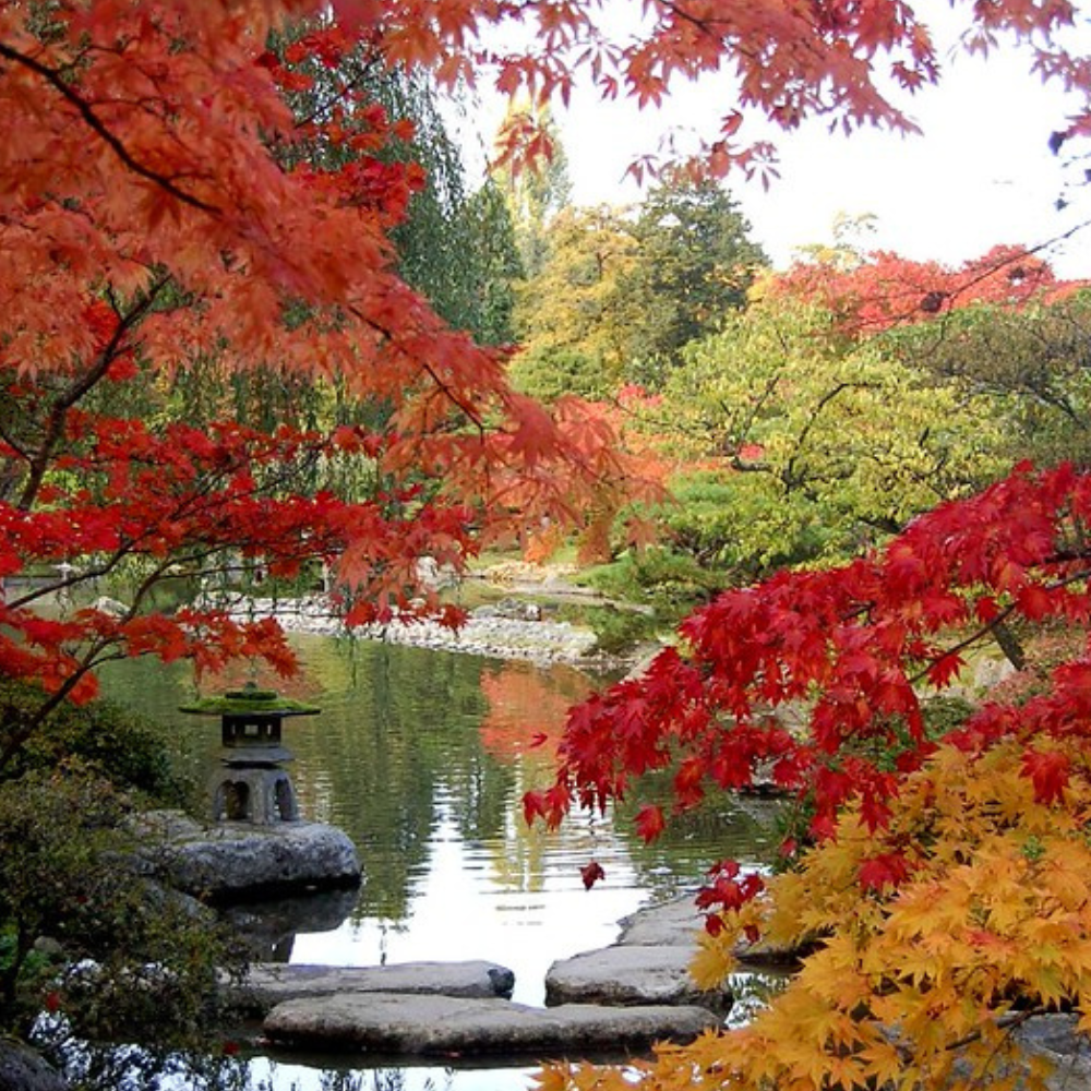 The Best Parks to Enjoy Fall Colors in Seattle
